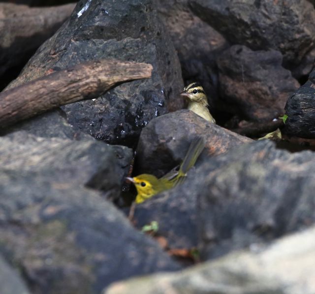 Hooded Warbler