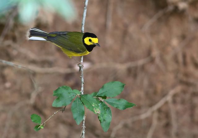 Hooded Warbler