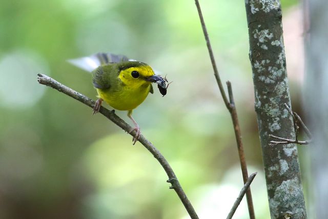 Hooded Warbler