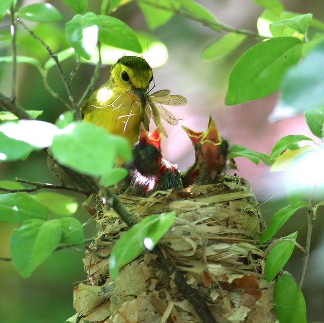 Hooded Warbler