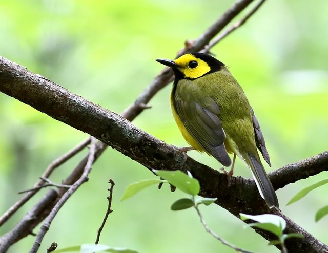 Hooded Warbler