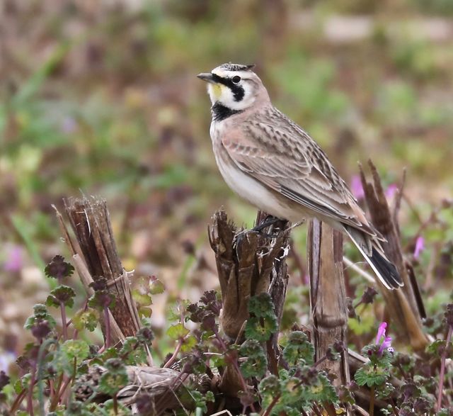 Horned Lark