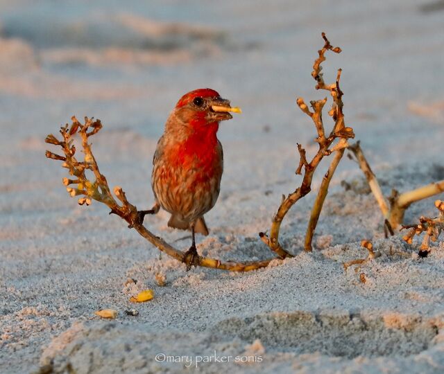 House Finch