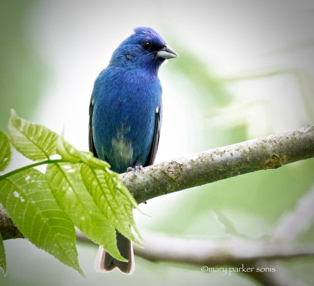 Indigo Bunting
