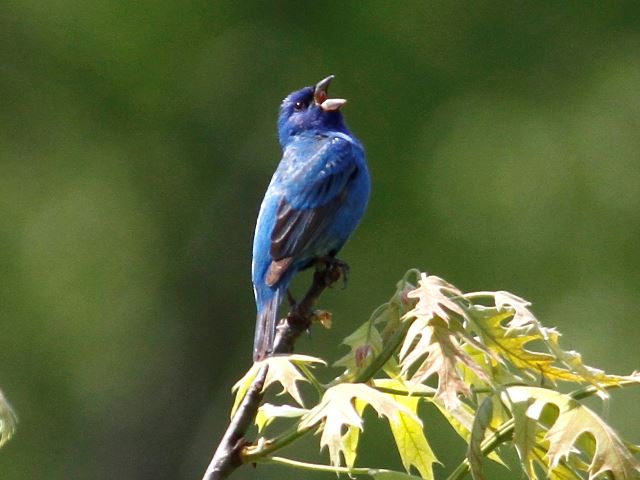 Indigo Bunting