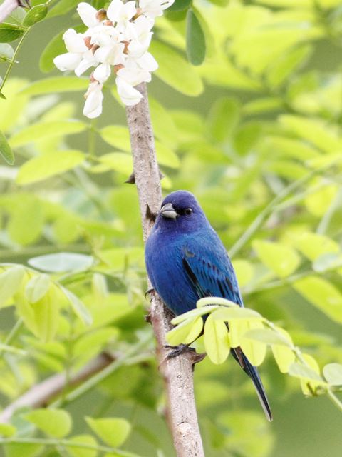 Indigo Bunting