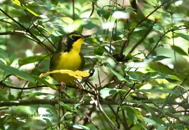 Kentucky Warbler