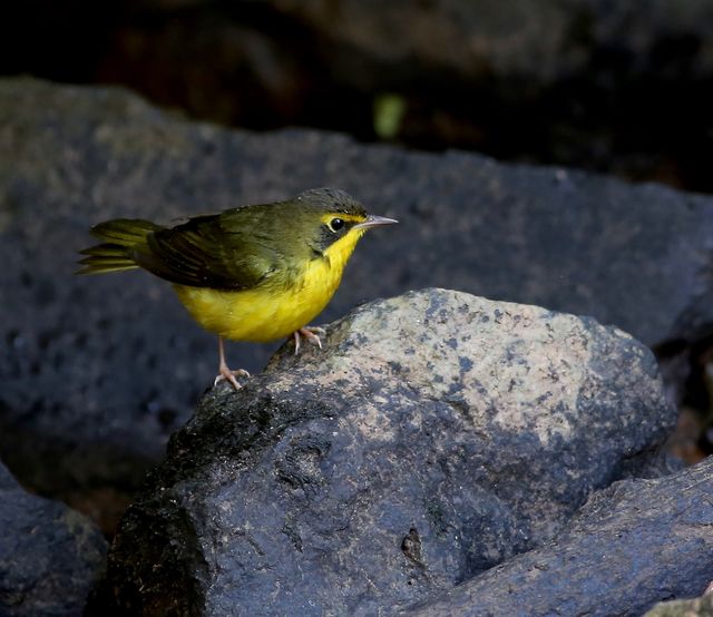 Kentucky Warbler