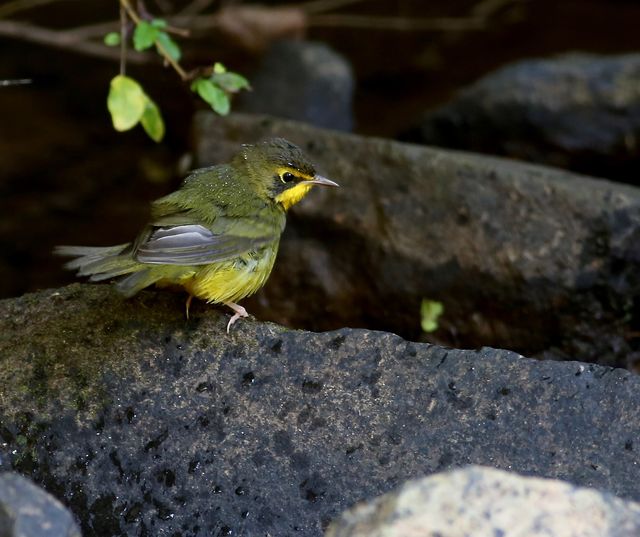 Kentucky Warbler