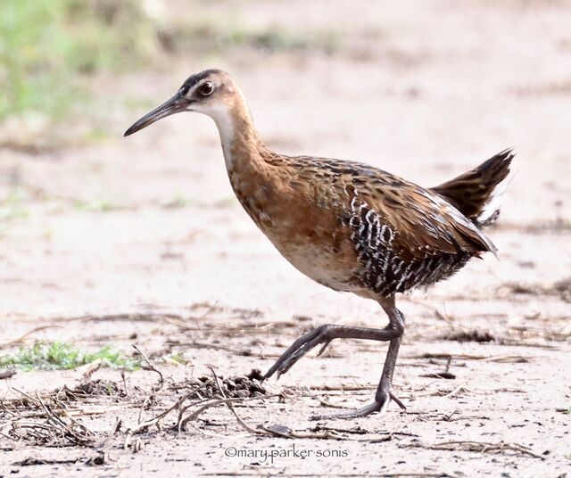 King Rail