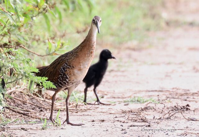 King Rail