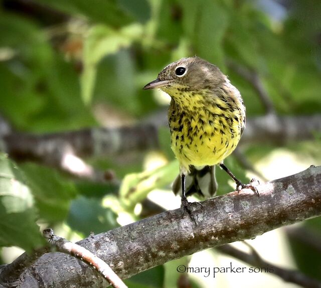 Kirtland's Warbler