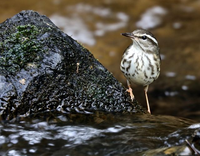 Louisiana Waterthrush