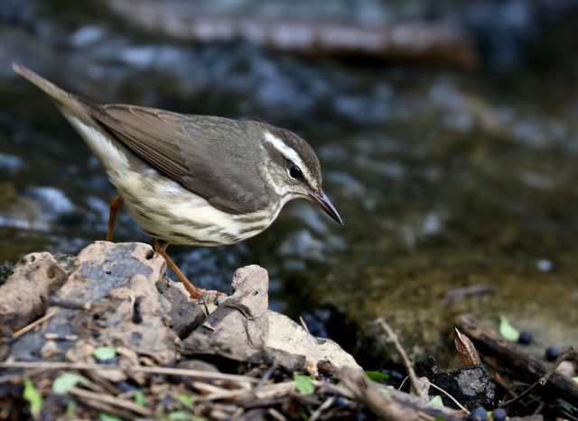 Louisiana Waterthrush