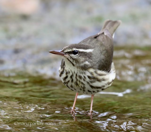 Louisiana Waterthrush
