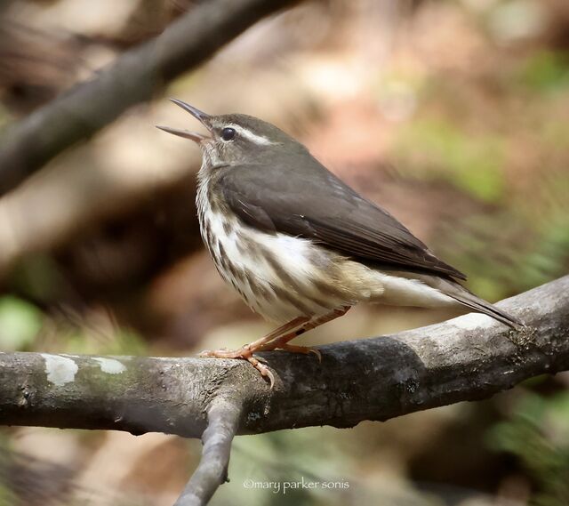 Louisiana Waterthrush