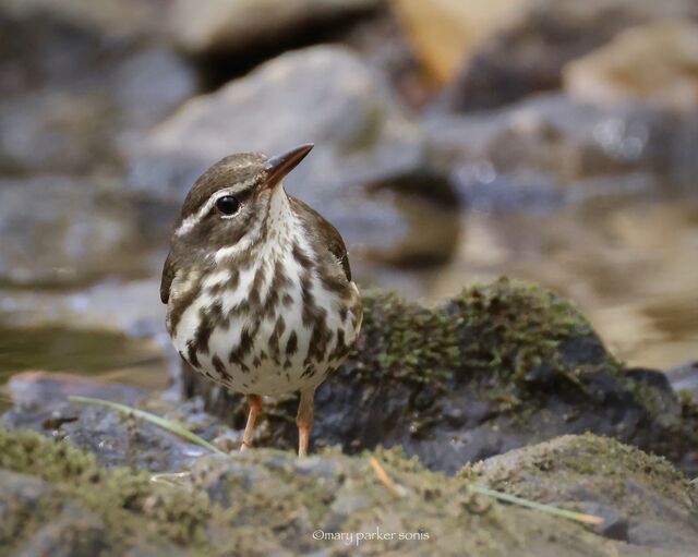 Louisiana Waterthrush
