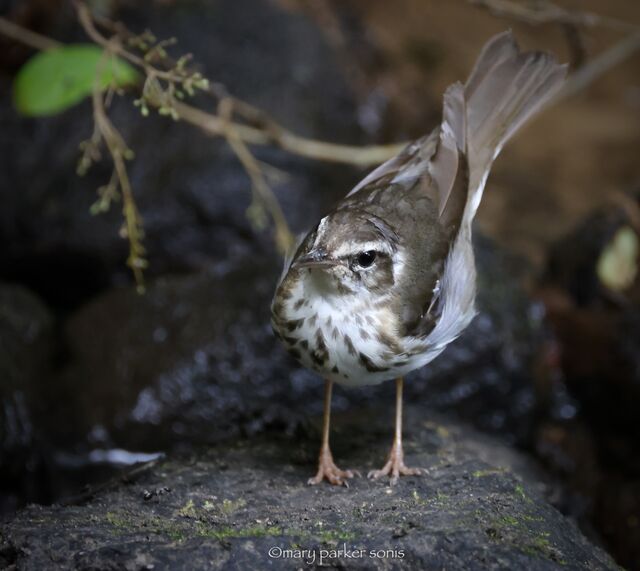 Louisiana Waterthrush