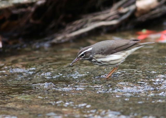 Louisiana Waterthrush