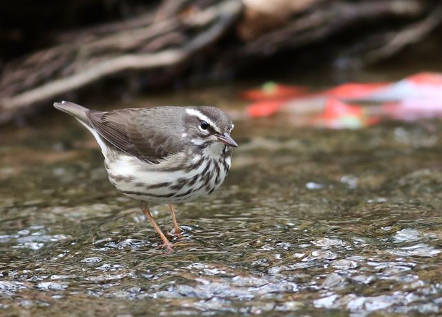 Louisiana Waterthrush