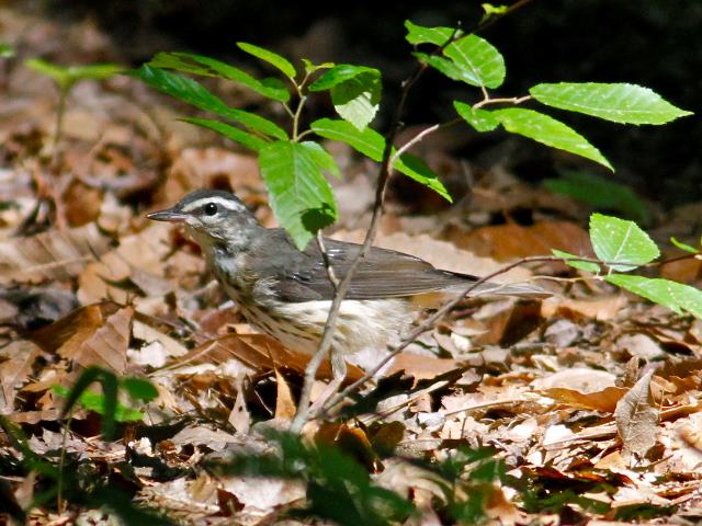Louisiana Waterthrush