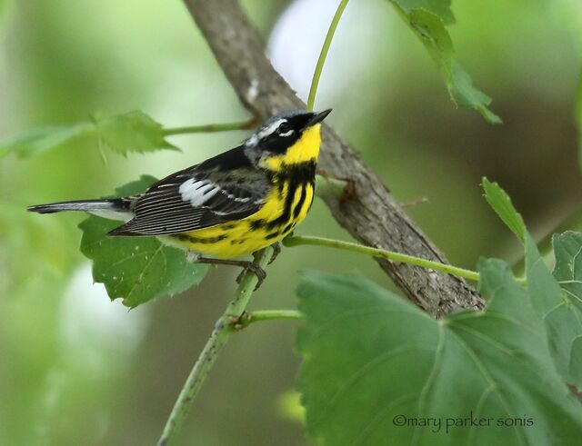 Magnolia Warbler