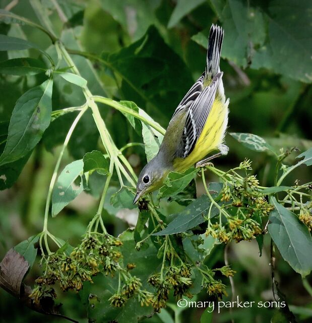Magnolia Warbler