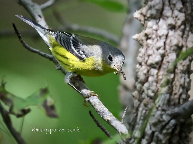 Magnolia Warbler