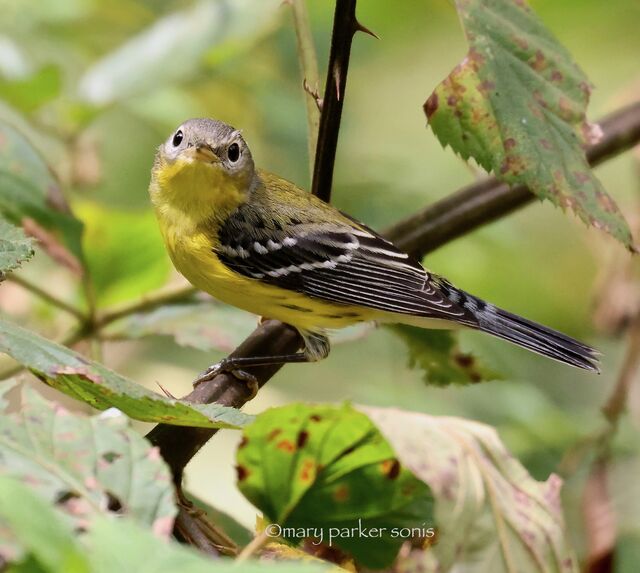 Magnolia Warbler