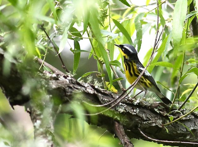 Magnolia Warbler