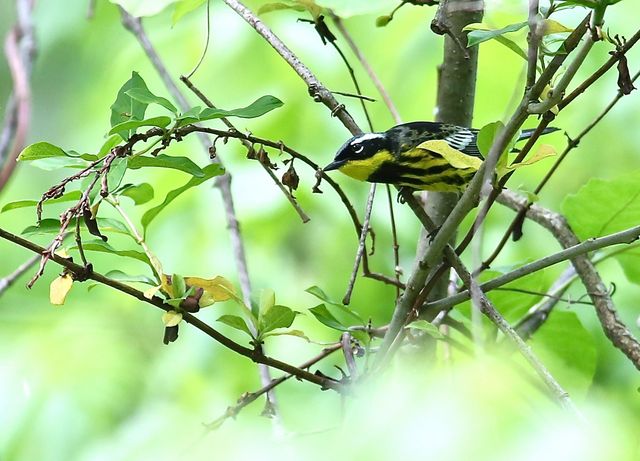 Magnolia Warbler