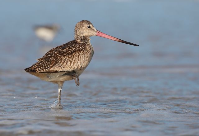 Marbled Godwit