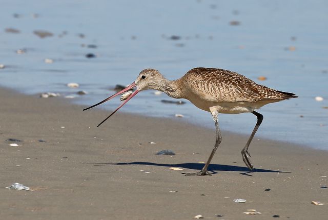 Marbled Godwit