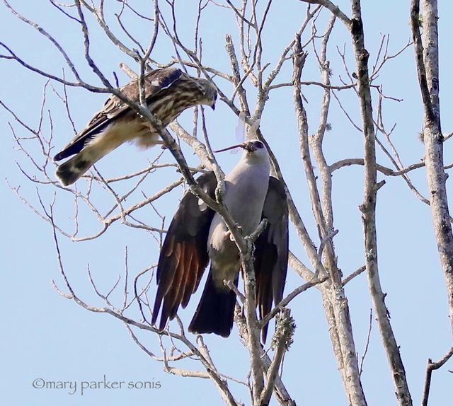 Mississippi Kite