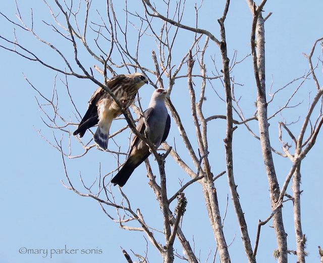 Mississippi Kite