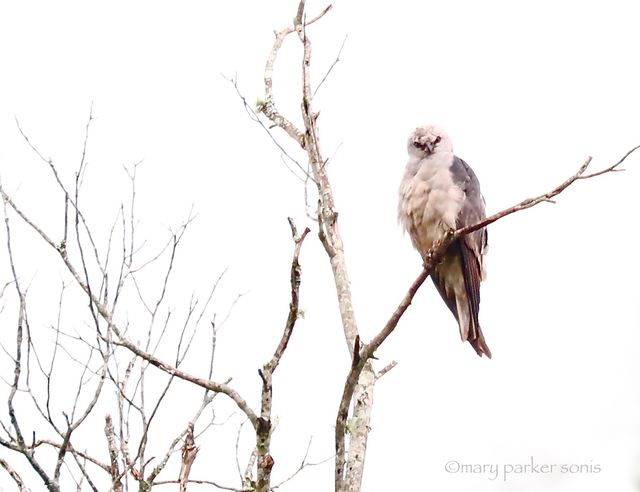 Mississippi Kite