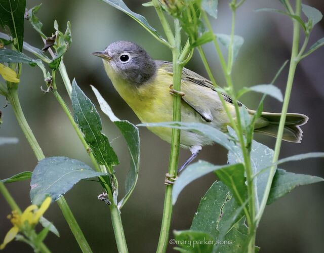 Nashville Warbler
