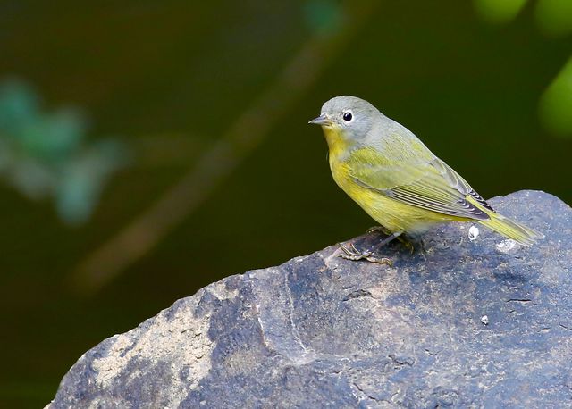 Nashville Warbler