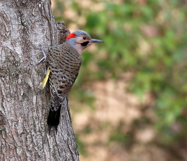 Northern Flicker