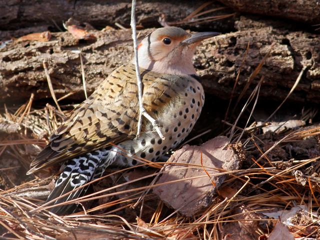 Northern Flicker