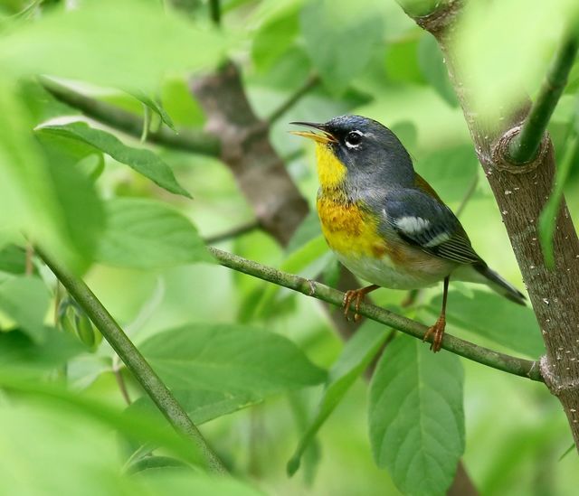 Northern Parula