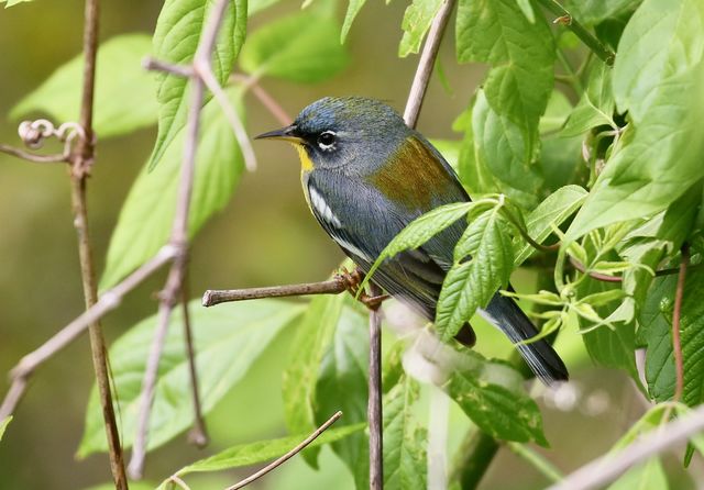 Northern Parula