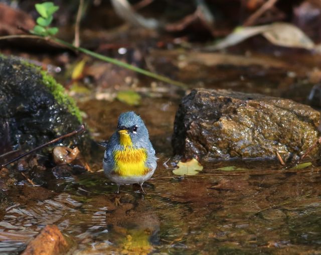 Northern Parula