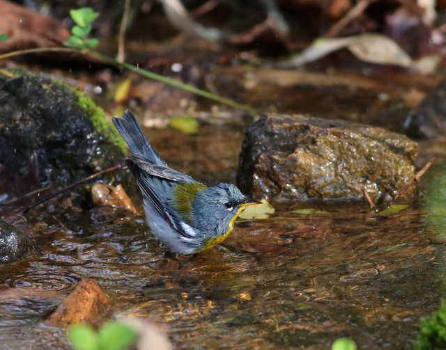 Northern Parula