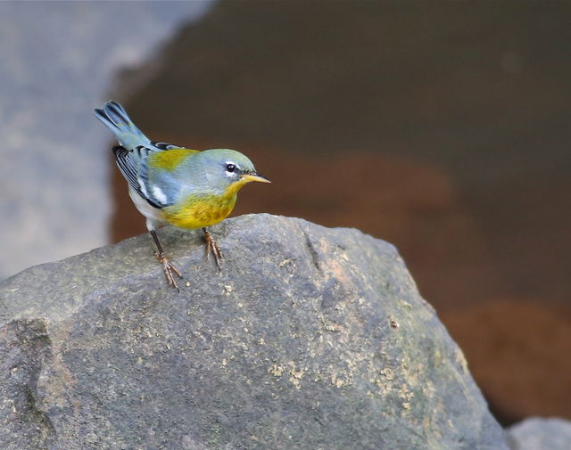 Northern Parula