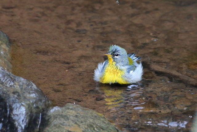 Northern Parula