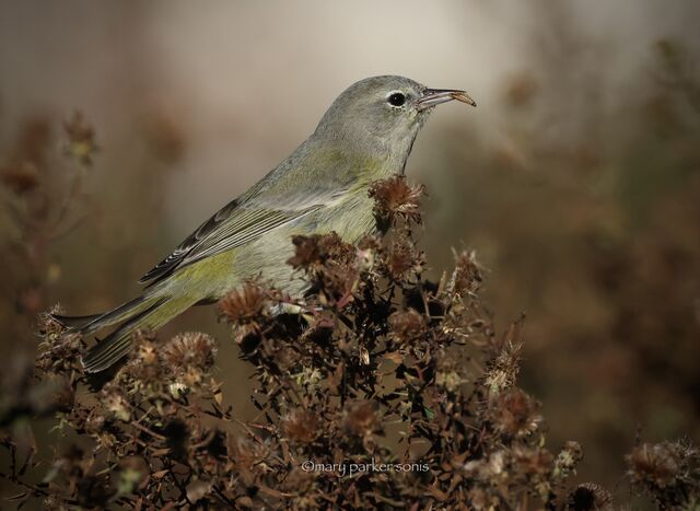 Orange-crowned Warbler