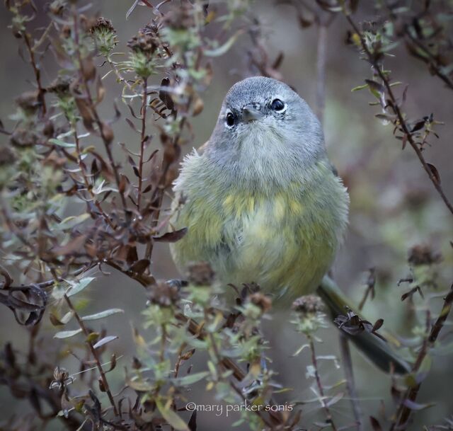 Orange-crowned Warbler