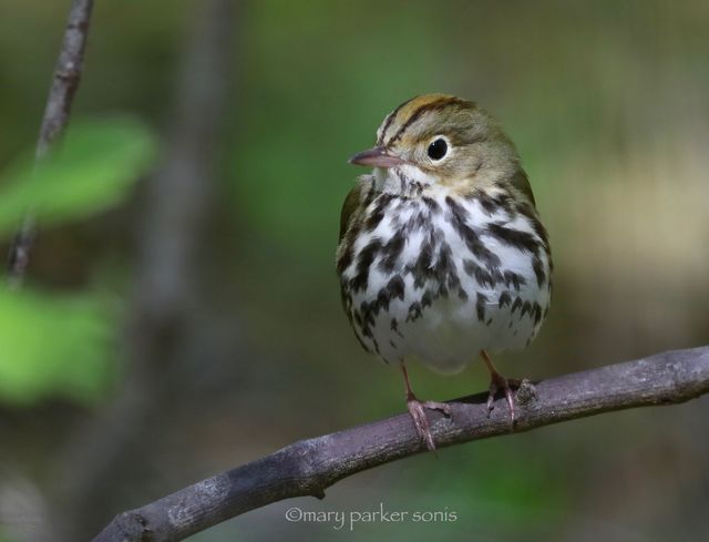 Ovenbird