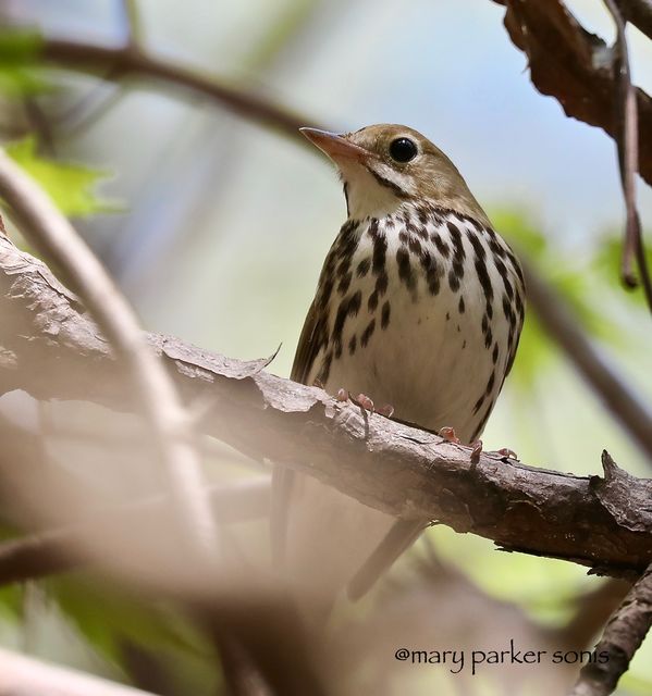 Ovenbird
